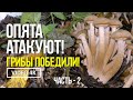 ОПЯТА АТАКУЮТ !  ГРИБЫ ПОБЕДИЛИ ! (часть 2) 20 сентября 2021г. Сбор осенних опят.