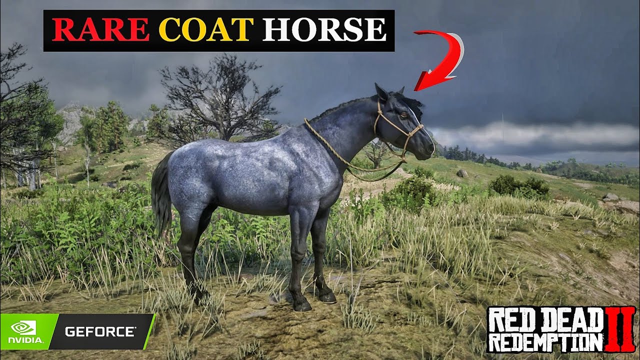 Very Rare 🔥🔥 Coat horse 🐎 Nokota Blue Roan reddeadredemtion2 rdr2 