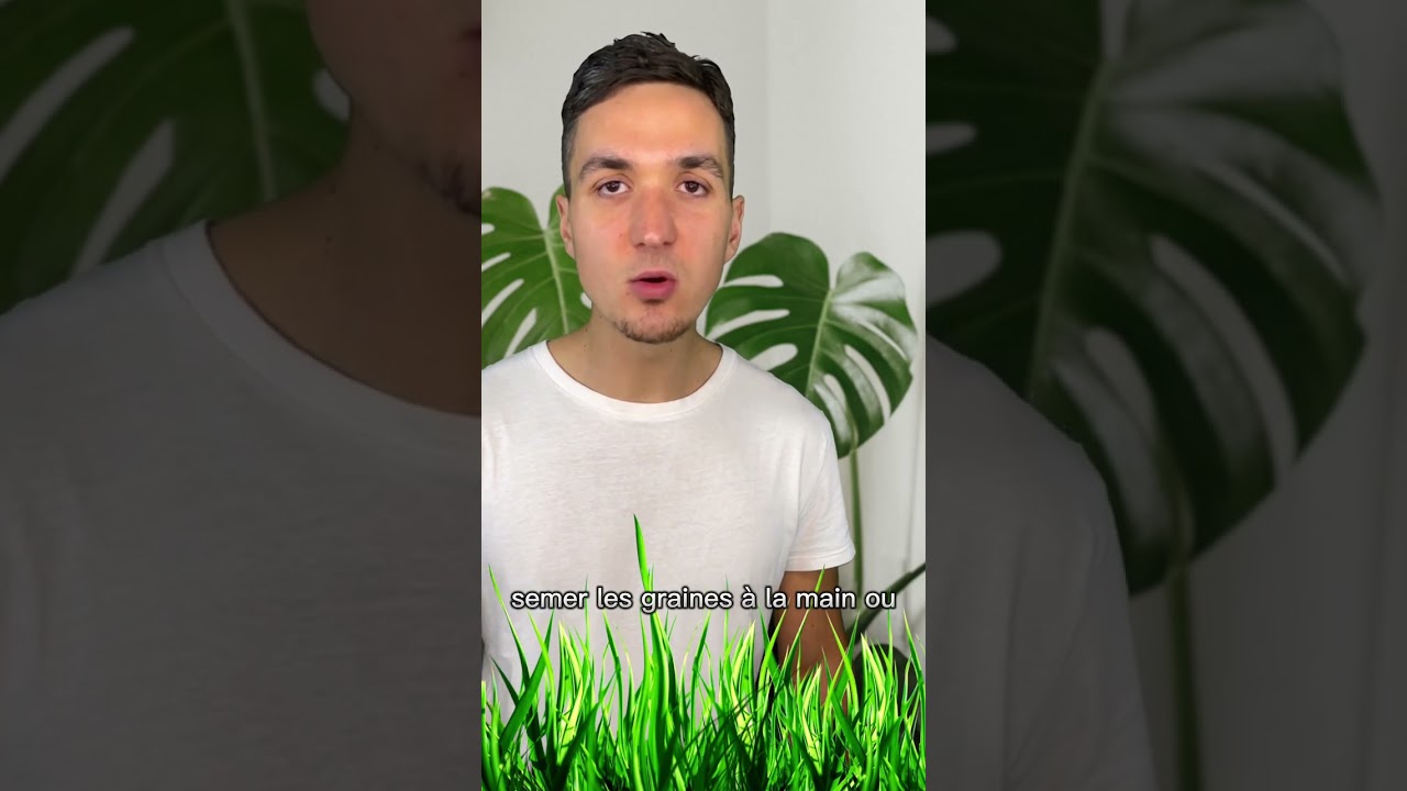 Comment regarnir son Gazon ? 🌱