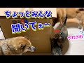突然段ボール箱に飼い主が入った時の柴犬と猫の反応が可愛かった Cute reaction of dog and cat when Dad entered the cardboard box
