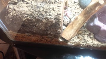 Ball Python striking rat.