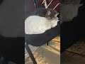 puppy love