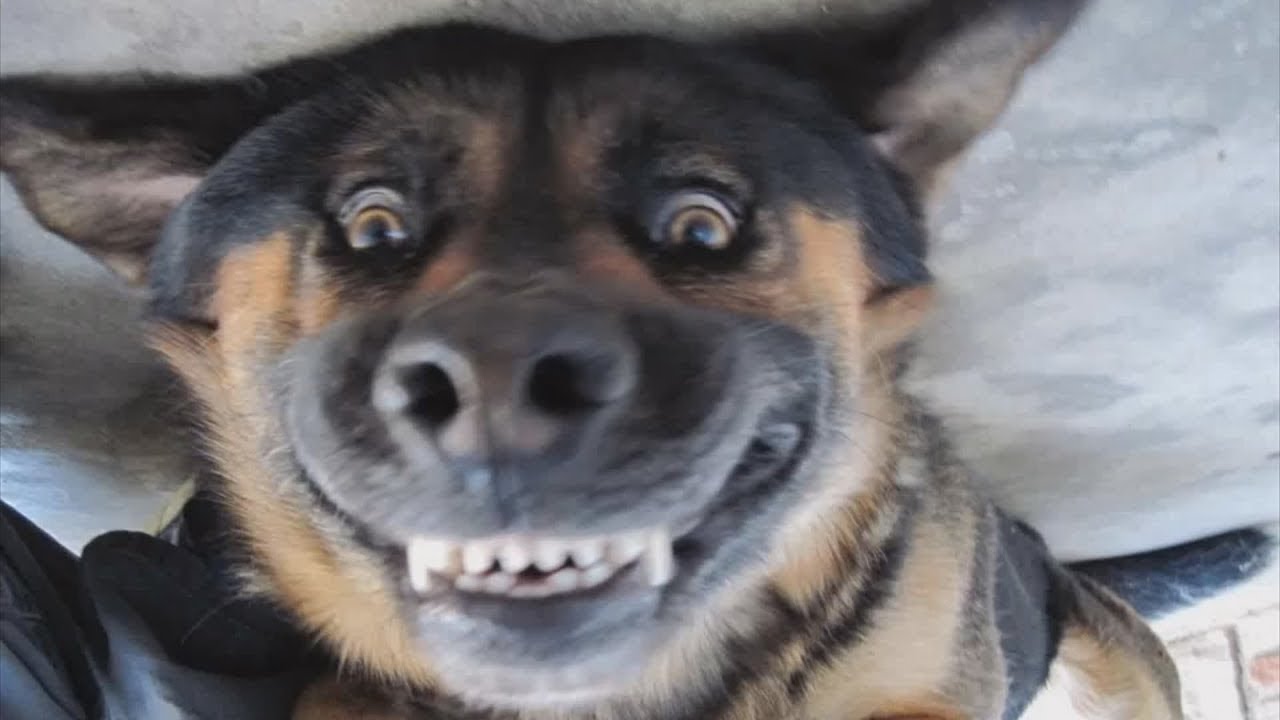 Retarded Dog Video