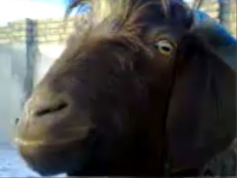 Qurbani+Ka+Janwar ... of Eid-ul-Adha 2009 Eid ka Bakra (Qurbani ka Janwar).3gp - YouTube