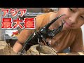 とにかくデカい！コーカサスオオカブト