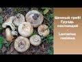 Ценный гриб!  Груздь белый  (настоящий) - Lactarius resimus