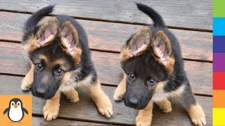 4 German Shepherd Lovers 😍 Funny and Cute German Shepherd Dogs Videos Compilation by PIGO 1,134 views 4 years ago 13 minutes, 23 seconds