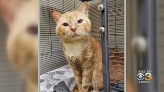 Bucks County SPCA Rescues 24 Cats Found Living In Unheated Car In Morrisville