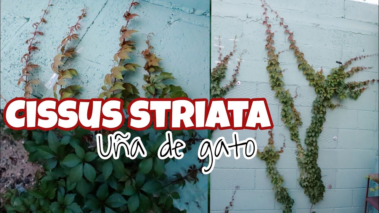 CAT'S CLAW VINE care and morphology - YouTube
