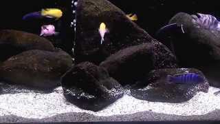 Mbuna - Labeotropheus.