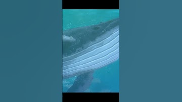 You Won’t BELIEVE What This Whale Did #davethediver #gaming #shorts
