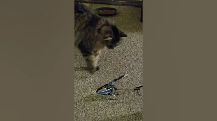 My Maine Coon, Heidi - trying to start up an rc heli