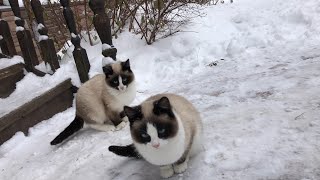 Kittens' reaction to the first snow! Cute fluffy snowdrifts.