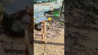 dog cute #youtubeshorts #trendingshorts #short# with