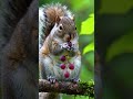 30 #loveanimalworld #squirrel #animallife #eating #world #animals