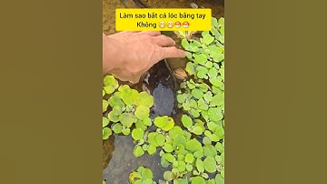 Cách bắt cá lóc bằng tay không #cacconvat #docla #fishing