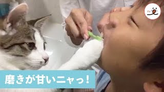 歯磨きチェックに情熱を注ぐネコさん✨ 【PECO TV】