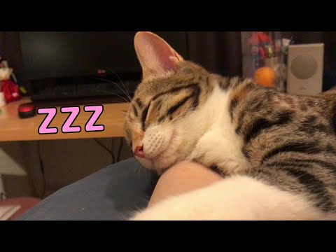 人の腕を枕にする猫にイタズラをしてみた結果がこちらですｗ