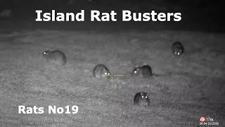 Rats No19