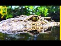 Le crocodile de Cuba, l'un des crocodiles les plus particuliers de la planète