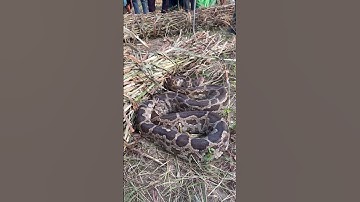 बाजरे के खेत में निकला अजगर सांप 😱😱😱 #viralshort #kingcobra