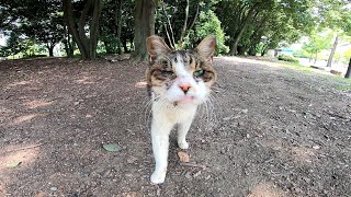 木陰で寝ていた野良猫に近づくとモフられに起きて来た