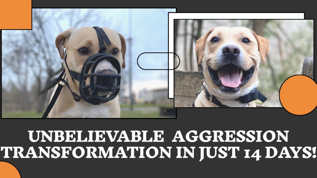 Sevierville Dog Trainers - 1 Year Old Lab / Bully Mix Gets Aggression Management!