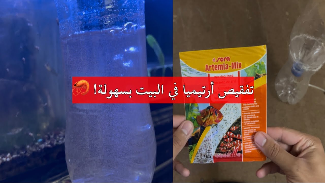 تفقيص أرتيميا في البيت بسهولة! 🦐