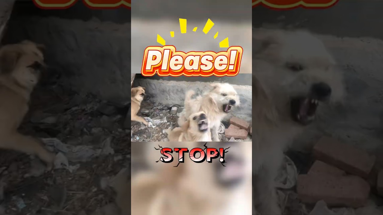 King Charles: The Alpha King Rises! 👑🚀