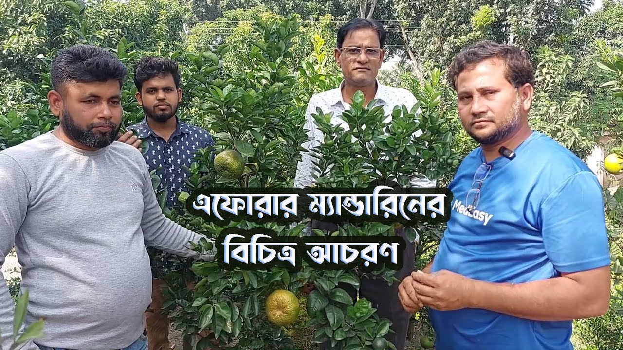 এফোরার ম্যান্ডারিনের বিচিত্র আচরণ। কৃষি ভাই। Aforer mandarin