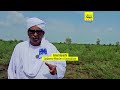 Sudan farms lie barren as El Nino leaves Nile banks dry