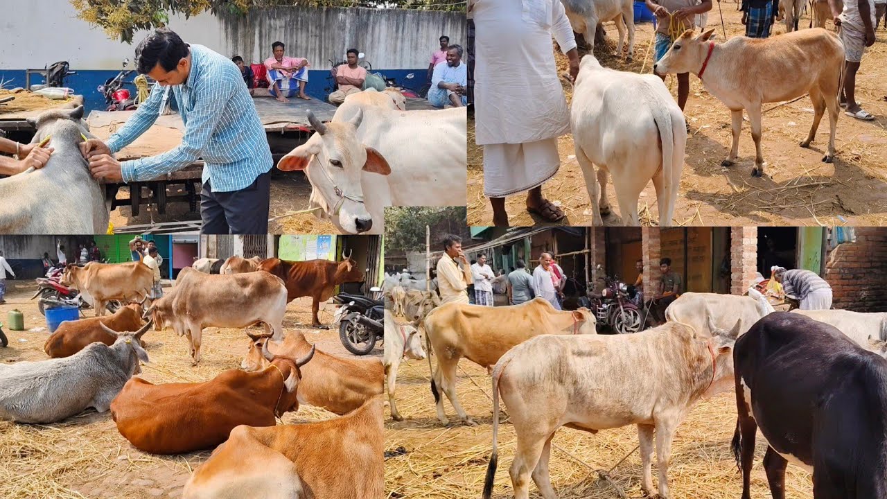 27 FEB  ||VALO HAT ||TRENDING VIRAL BEAUTIFUL COWS SALE 