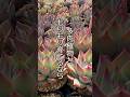【マグァンプ】どのくらい入れたら良い？ #shorts #エケベリア #観葉植物 #succulent #今日の多肉事 #多肉植物