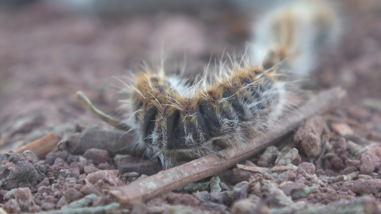 The Processionary Caterpillar YouTube
