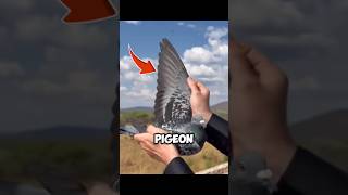 The Fastest Racing Pigeon Ever?