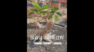 The Practical Operation Process Of Cultivating Dwarf Midgets Production