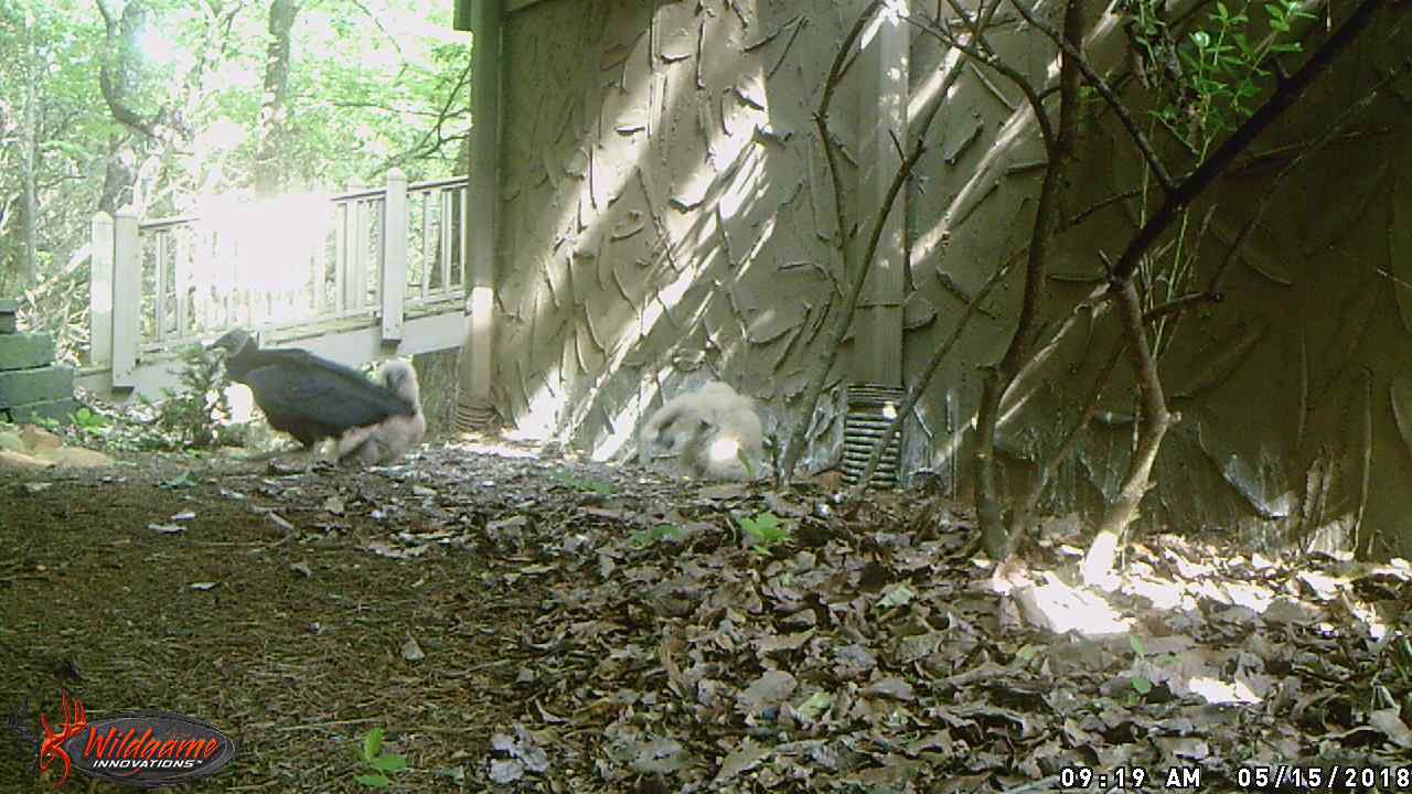 snake oil More Vulture Baby Videos - Feeding Time