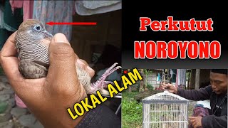 Mendatangi Pemilik Burung Perkutut Katuranggan Noroyono