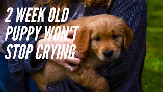 2 WEEK OLD PUPPY WONT STOP CRYING