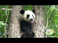 How Can You Be A Panda Keeper Without Strength? | iPanda