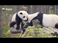 How Can You Be A Panda Keeper Without Strength? | iPanda