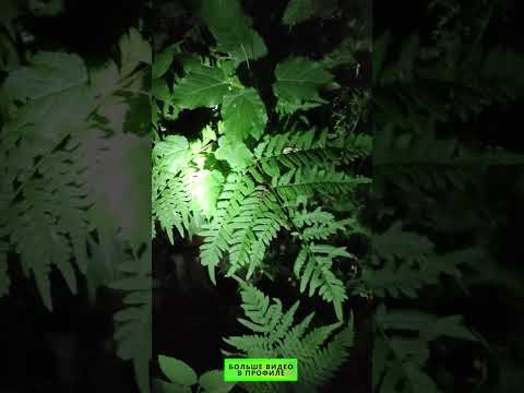 Как найти цвет Папоротника