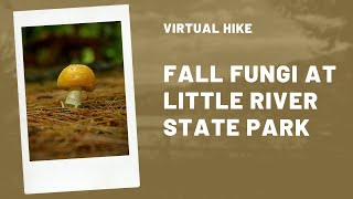 Virtual Hike Fall Fungi At Little River State Park