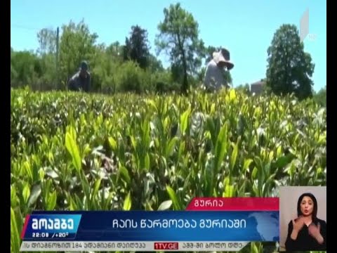 ჩაის წარმოება გურიაში