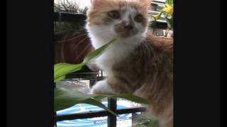 Ginger Et Les Abeilles