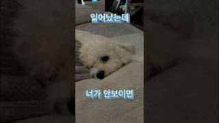 일어났는데 안보이면 너무너무 허전할듯 #강아지 #애견영상 #반려견 #강아지브이로그 #강아지일상
