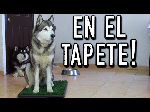 Video: Cómo conseguir un orinal de perro adulto entrenado