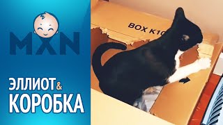 Кот Эллиот VS его дом коробка. Кто останется? (Смотреть видео онлайн HD)