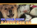 [TV 동물농장 레전드] ‘개가 고양이를 낳았다? 출생 미스터리의 진실!’ 풀버전 다시보기 I TV동물농장 (Animal Farm) | SBS Story