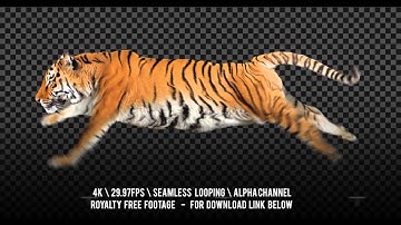 Tiger running. Isolated and cyclic animation. Alpha channel included.